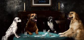 Dogs playing poker