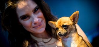 poker playing dogs 